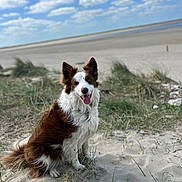 Ruby participe au concours pour gagner de l'argent avec cette photo : dog, beach, sand, grass, sky, clouds, outdoor, nature, pet, animal, happy, sitting, brown_and_white, canine, smiling, daylight, fur, tongue_out, landscape, scenic