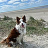 dog, beach, sand, grass, sky, clouds, outdoor, nature, pet, animal, happy, sitting, brown_and_white, canine, smiling, daylight, fur, tongue_out, landscape, scenic