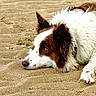 Ruby a rejoint le concours — aidez-le/la à gagner de superbes lots ! dog, sand, beach, animal, lying_down, fur, white_fur, brown_fur, outdoor, pet, canine, closeup, resting, nature, mammal, paw, head, side_view, expression, quiet