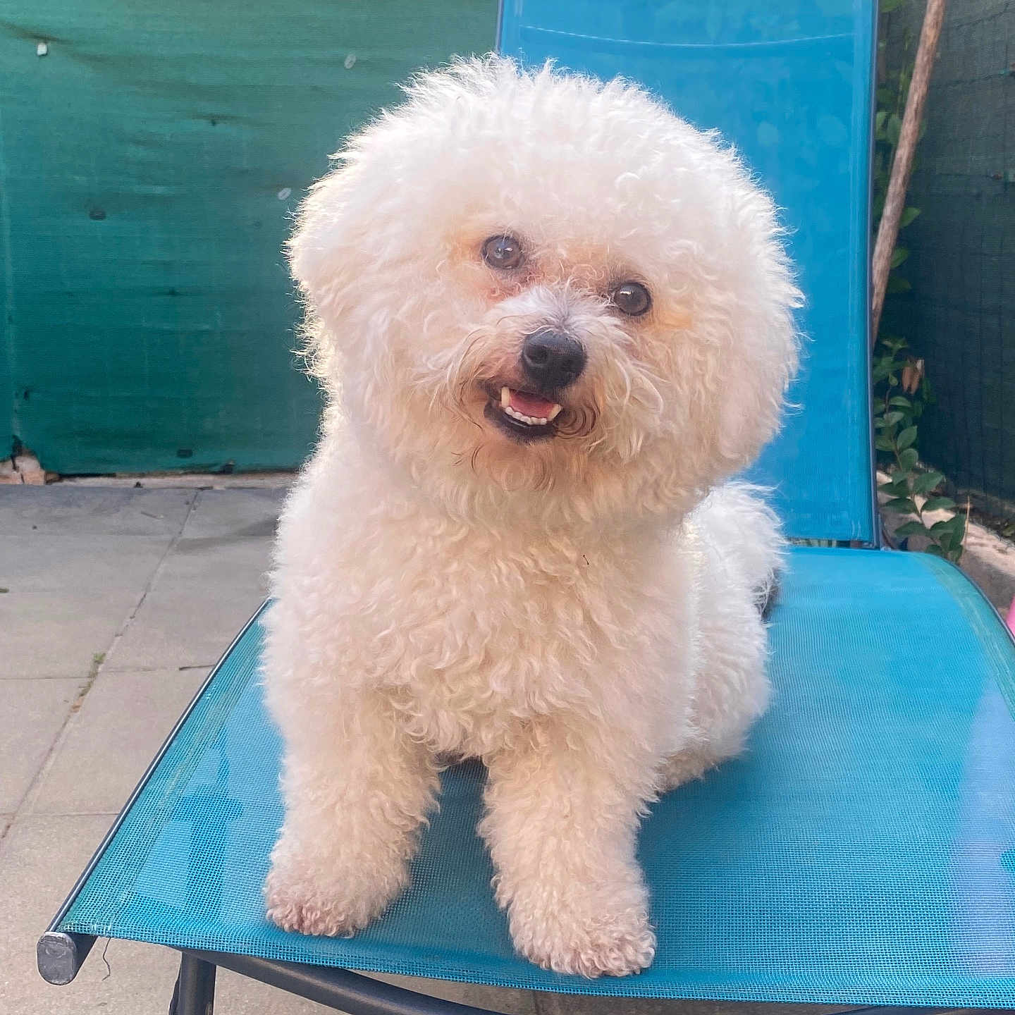 Thélio a rejoint le concours — aidez-le/la à gagner de superbes lots ! animal, blue_chair, companion, curly_fur, cute, dog, fence, fluffy, garden, greenery, happy, head_tilt, lounge_chair, outdoor, pavement, pet, sitting, small_dog, sunlight, white