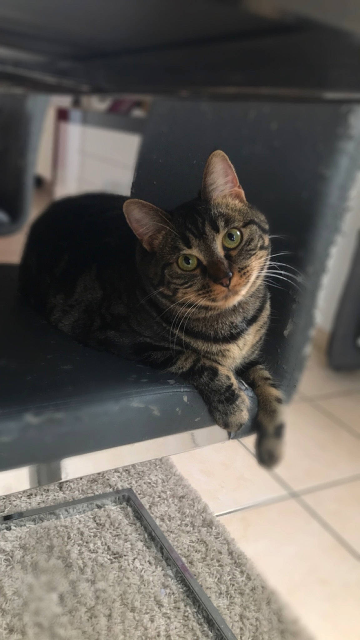 Pookie a rejoint le concours — aidez-le/la à gagner de superbes lots ! automotive_tire, carnivore, cat, domestic_short_haired_cat, felidae, flooring, fur, grey, paw, road_surface, sitting, small_to_medium_sized_cats, snout, street, tail, whiskers