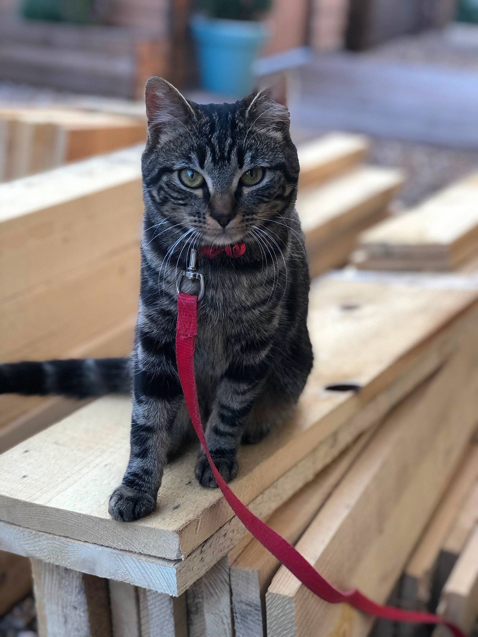 Pookie a rejoint le concours — aidez-le/la à gagner de superbes lots ! art, automotive_tire, black_cat, carnivore, cat, domestic_short_haired_cat, felidae, flooring, fur, grass, grey, hardwood, metal, sitting, small_to_medium_sized_cats, snout, tail, whiskers, window, wood