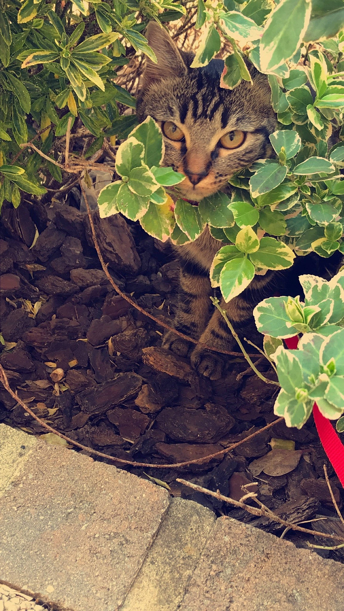 Pookie participe au concours pour gagner de l'argent avec cette photo : adaptation, annual_plant, branch, carnivore, cat, domestic_short_haired_cat, felidae, grass, groundcover, herb, pattern, plant, road_surface, small_to_medium_sized_cats, soil, terrestrial_animal, terrestrial_plant, twig, whiskers, wood