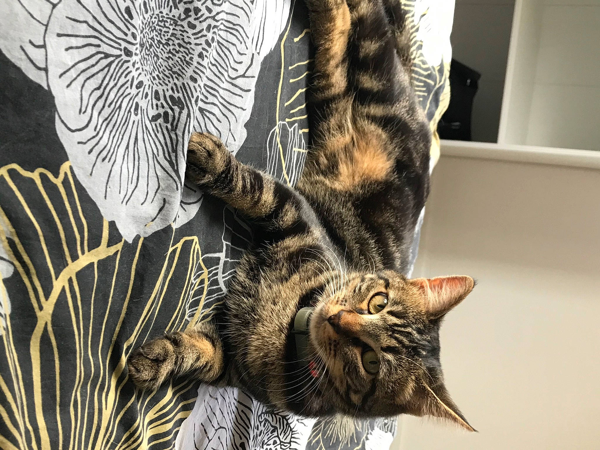 Pookie participe au concours pour gagner de l'argent avec cette photo : carnivore, cat, claw, comfort, domestic_short_haired_cat, door, felidae, fur, organism, pattern, paw, small_to_medium_sized_cats, snout, tail, terrestrial_animal, tree, twig, whiskers, wildlife, window