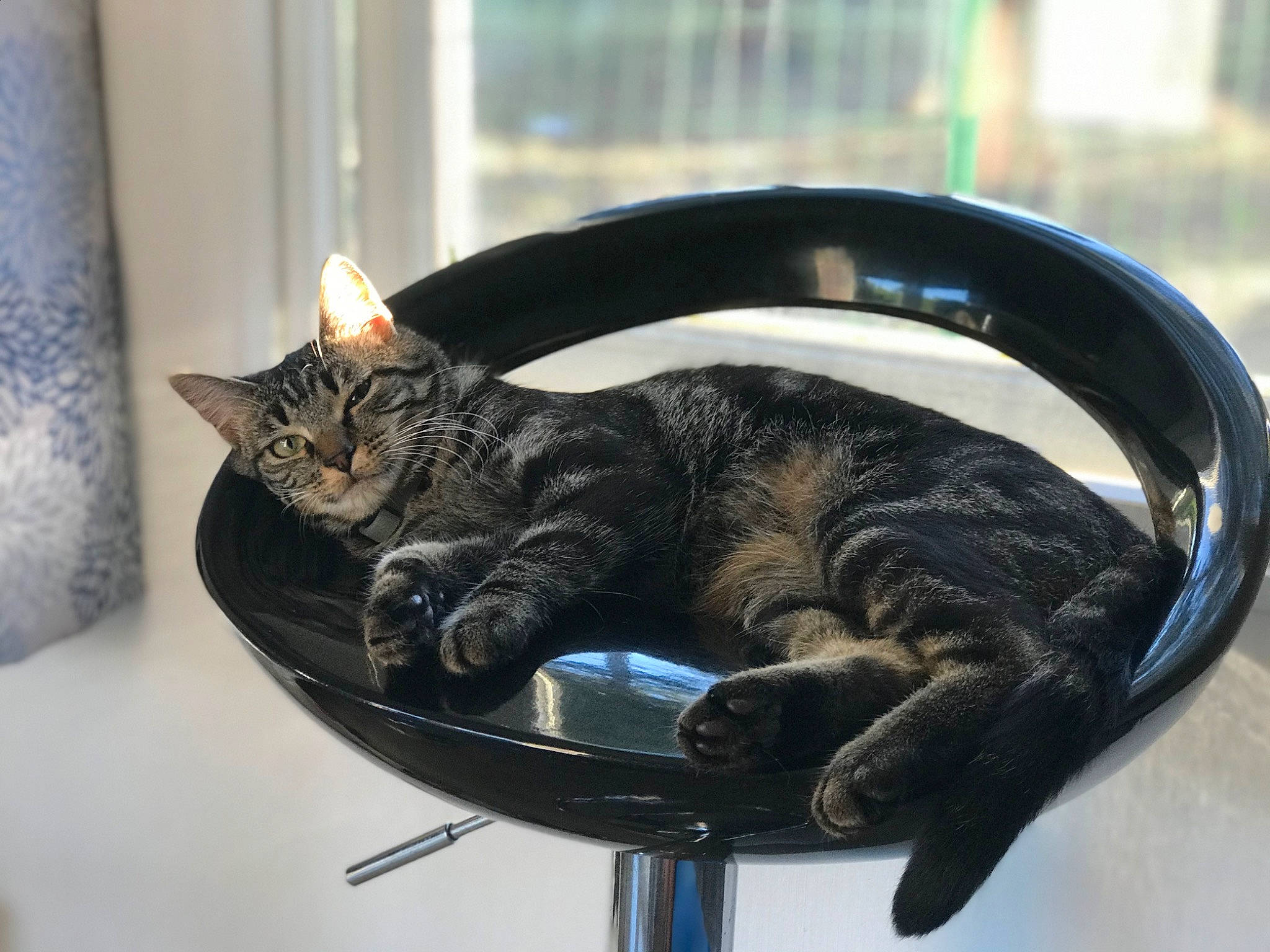 Pookie a rejoint le concours — aidez-le/la à gagner de superbes lots ! carnivore, cat, cat_supply, claw, collar, comfort, domestic_short_haired_cat, felidae, fur, metal, paw, sitting, small_to_medium_sized_cats, snout, tail, terrestrial_animal, tree, whiskers, window