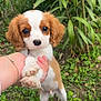 puppy, dog, pet, cute, outdoor, greenery, hand, fur, ears, eyes, nature, plant, garden, grass, young, adorable, animal, canine, small, white_and_brown