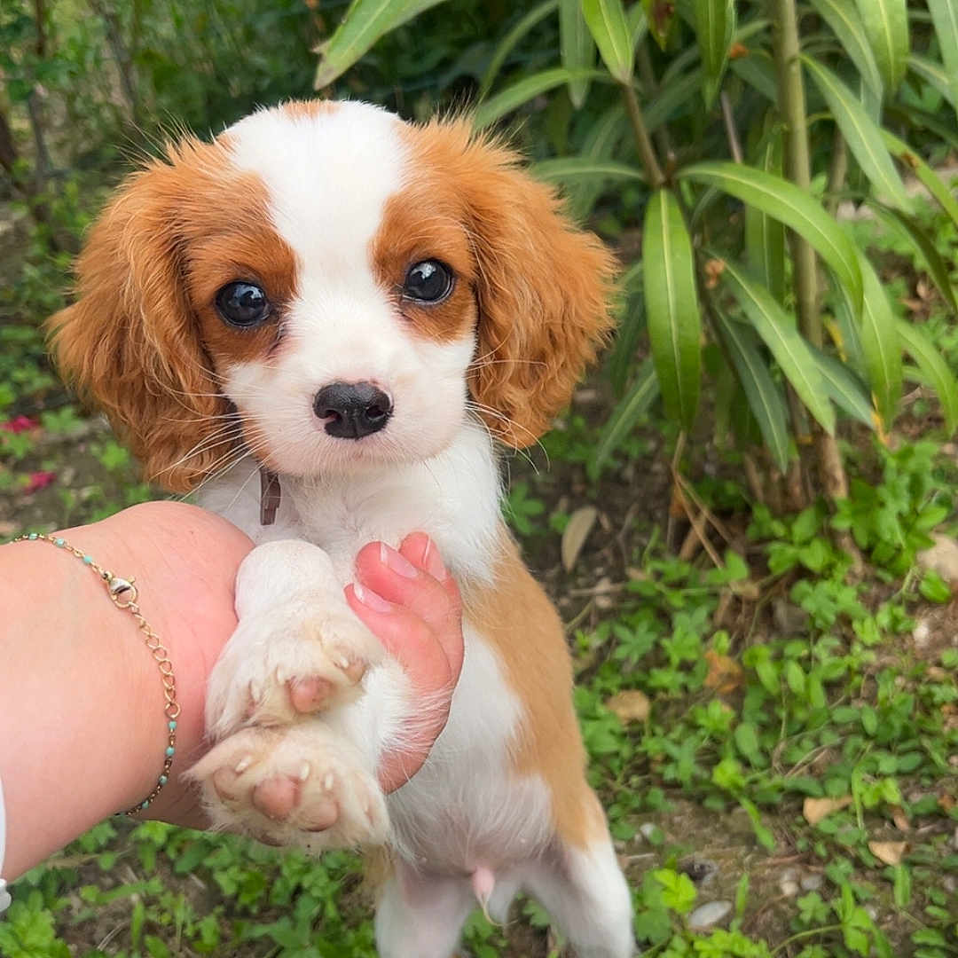 Milo a rejoint le concours — aidez-le/la à gagner de superbes lots ! adorable, animal, canine, cute, dog, ears, eyes, fur, garden, grass, greenery, hand, nature, outdoor, pet, plant, puppy, small, white_and_brown, young