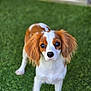 Milo a rejoint le concours — aidez-le/la à gagner de superbes lots ! dog, puppy, outdoor, grass, brown_and_white, floppy_ears, curious, pet, young, canine, fence, animal, cute, portrait, domestic_animal, fur, looking, standing, nature, companion