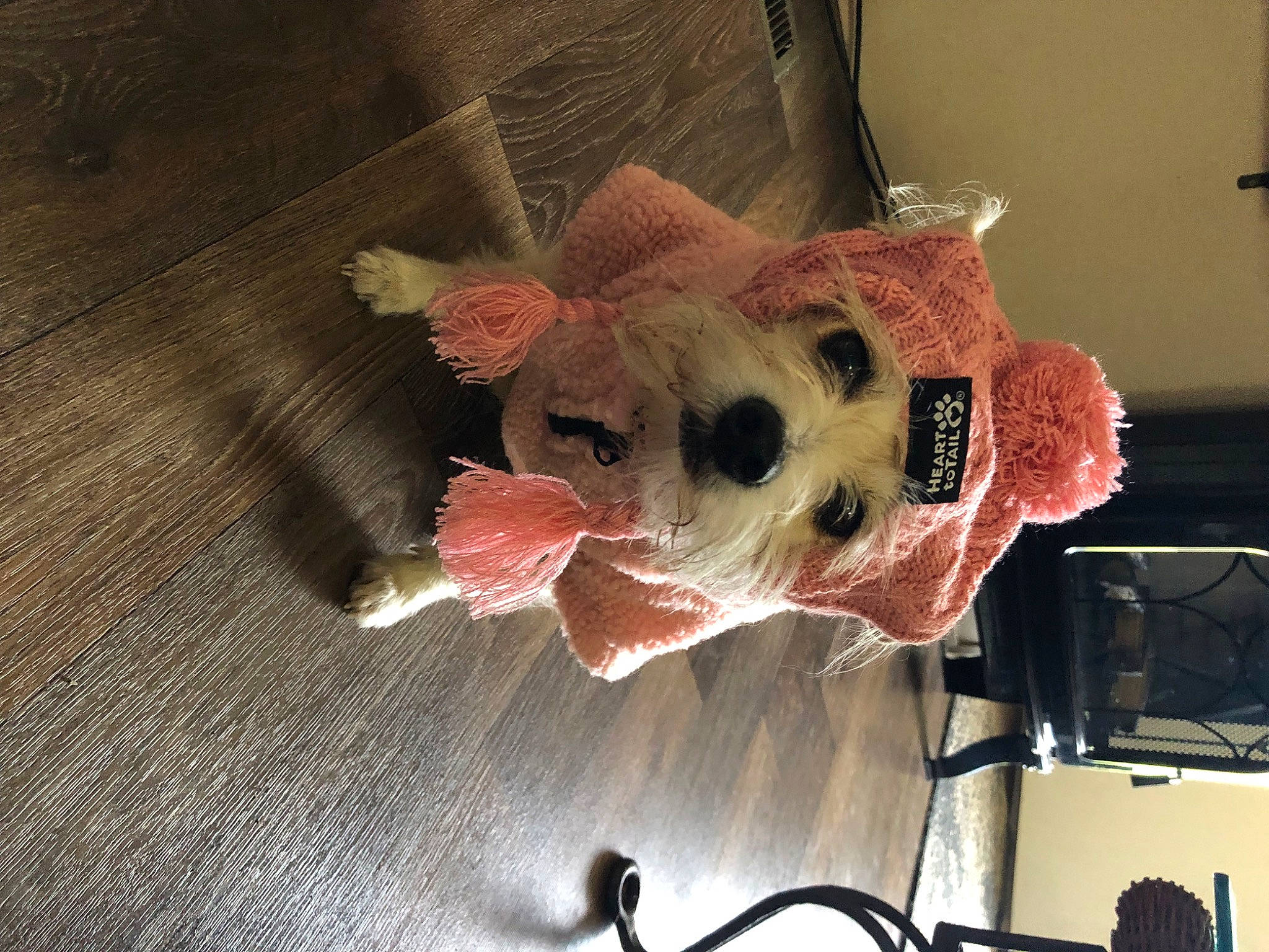 Maggie Mae is registered to the contest to win money with this photo: art, canidae, comfort_food, event, fawn, felidae, flesh, fur, livestock, plush, small_to_medium_sized_cats, snout, sporting_group, still_life_photography, stuffed_toy, tail, toy, visual_arts, whiskers, wood