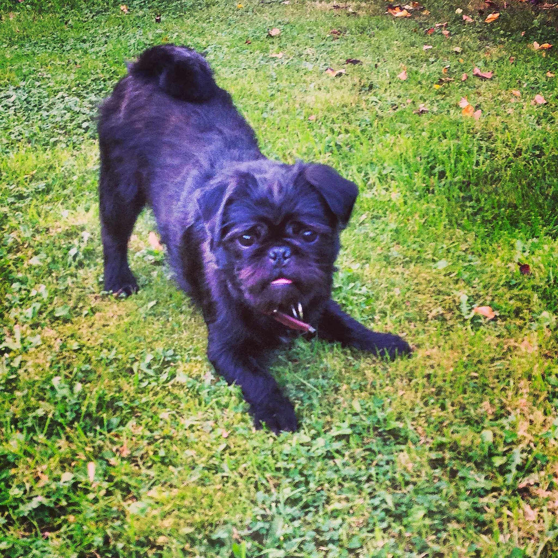 Puddin joined the competition — help win amazing prizes!