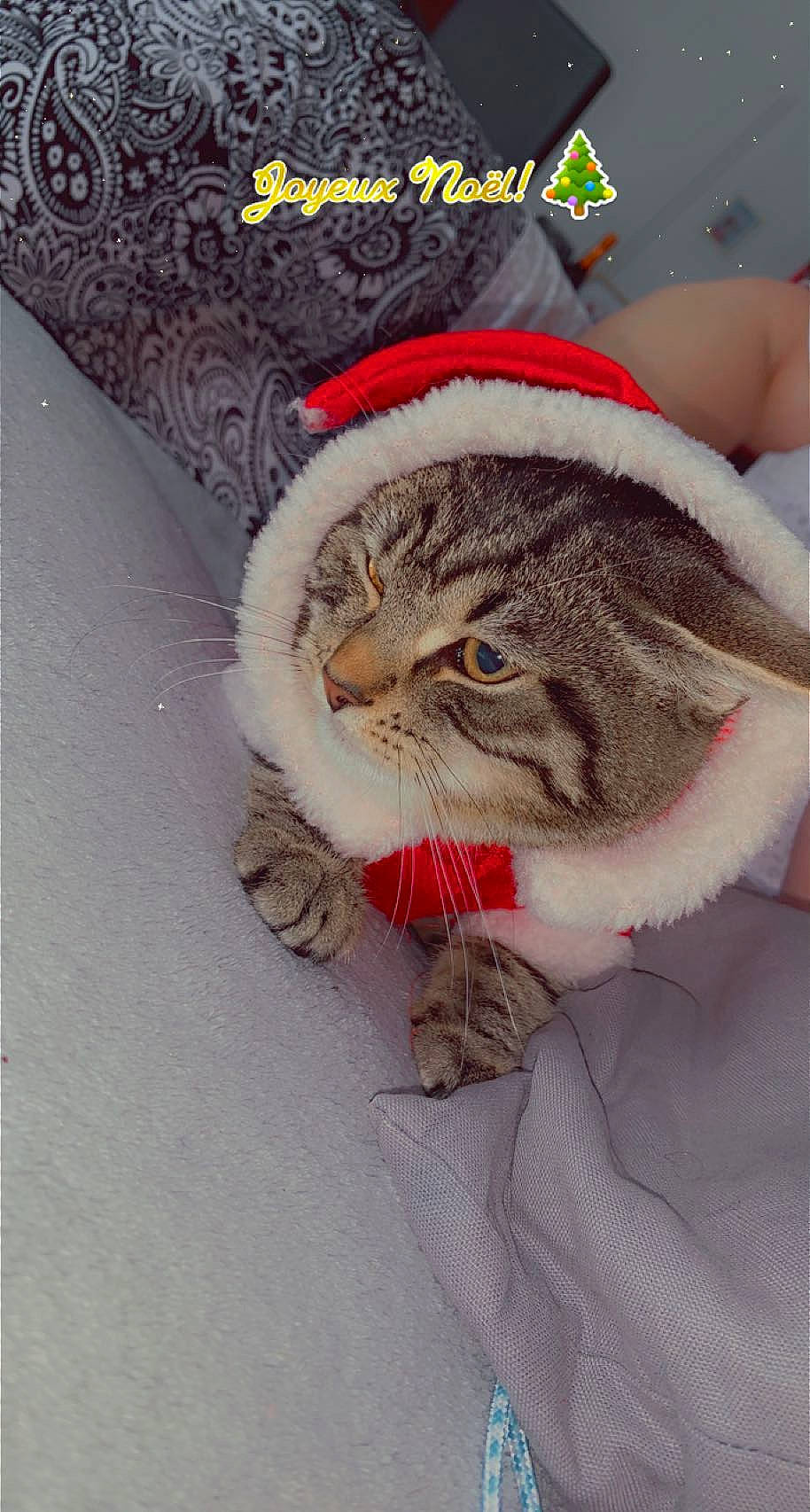 Sweety participe au concours pour gagner de l'argent avec cette photo : carnivore, cat, cat_supply, claw, domestic_short_haired_cat, fawn, felidae, font, foot, fur, logo, paw, photo_caption, small_to_medium_sized_cats, snout, tail, terrestrial_animal, whiskers