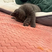 Ayka a rejoint le concours — aidez-le/la à gagner de superbes lots ! kitten, gray_cat, sleeping, cozy, blanket, pet_bed, indoor, furry, paw, soft_texture, resting, cute, young_cat, domestic_cat, pink, green_blanket, close_up, relaxation, home, nap