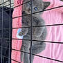 kitten, gray_cat, blue_eyes, pink_blanket, cage, pet, animal, fur, cute, resting, indoors, small, young, feline, relaxed, cozy, playful, domestic_cat, soft, sleepy