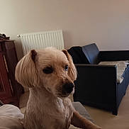 Tedy a rejoint le concours — aidez-le/la à gagner de superbes lots ! dog, indoor, pet, sofa, radiator, wooden_cabinet, light_brown, fur, ears, paws, resting, looking_away, home, cozy, furniture, living_room, quiet, calm, natural_light, portrait