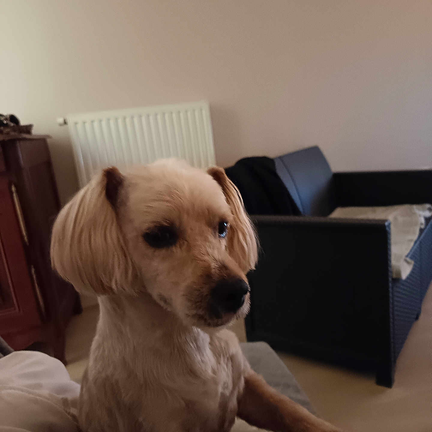 Tedy a rejoint le concours — aidez-le/la à gagner de superbes lots ! dog, indoor, pet, sofa, radiator, wooden_cabinet, light_brown, fur, ears, paws, resting, looking_away, home, cozy, furniture, living_room, quiet, calm, natural_light, portrait