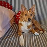 dog, pet, canine, brown_and_white, fluffy, pointed_ears, sitting, lying_down, couch, sofa, cushion, pillow, striped, heart_pattern, indoors, home, portrait, animal, alert, cute