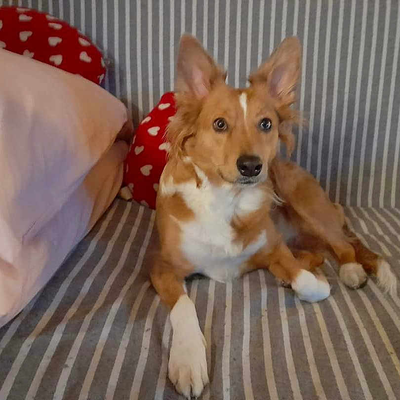 Angy participe au concours pour gagner de l'argent avec cette photo : dog, pet, canine, brown_and_white, fluffy, pointed_ears, sitting, lying_down, couch, sofa, cushion, pillow, striped, heart_pattern, indoors, home, portrait, animal, alert, cute