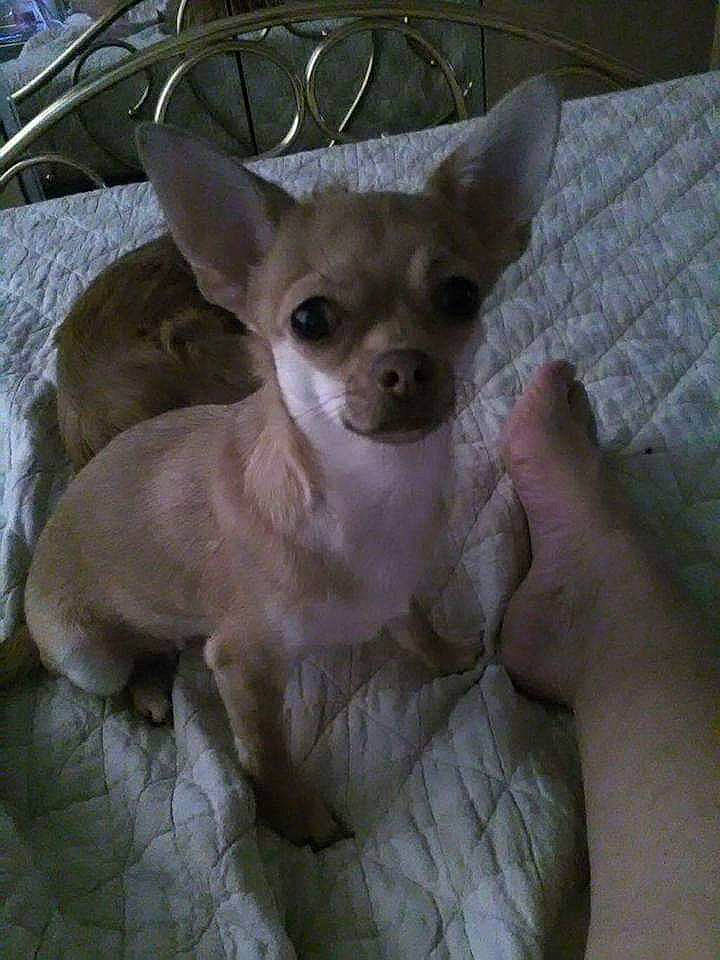 Princesses participe au concours pour gagner de l'argent avec cette photo : canidae, carnivore, chihuahua, companion_dog, corgi_chihuahua, dog, dog_breed, ear, fawn, felidae, fur, non_sporting_group, paw, snout, terrestrial_animal, toy_dog, whiskers, working_animal