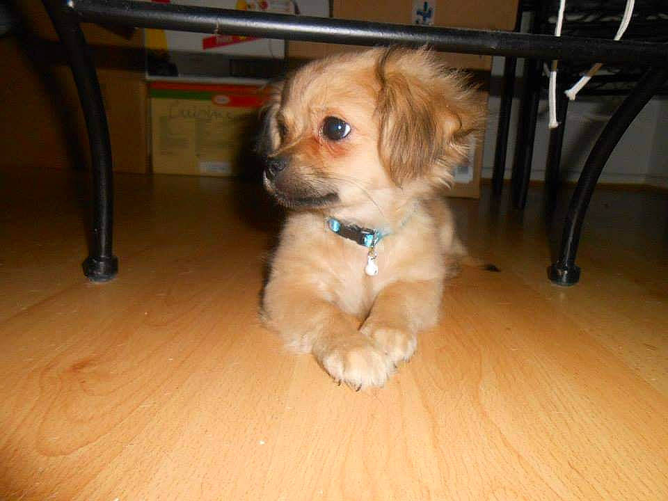 Tady participe au concours pour gagner de l'argent avec cette photo : carnivore, companion_dog, dog, dog_breed, dog_supply, fawn, flooring, fur, hardwood, laminate_flooring, liver, pet_supply, small_terrier, snout, toy_dog, whiskers, wood, wood_flooring, wood_stain, working_animal