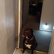 Harper joined the competition — help win amazing prizes! dog, black_dog, white_paws, collar, indoor, floor, doorway, carpet, tile_floor, furniture, chair, dim_light, wall, door, room, pet, animal, looking_away, collar_tag, house