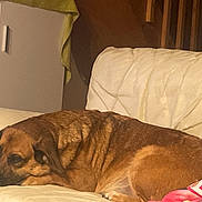 Pitch a rejoint le concours — aidez-le/la à gagner de superbes lots ! dog, brown_dog, couch, indoor, furniture, blanket, relaxed, sleepy, pet, animal, living_room, cozy, resting, canine, domestic_animal, household, comfort, warm_lighting, side_view, fur