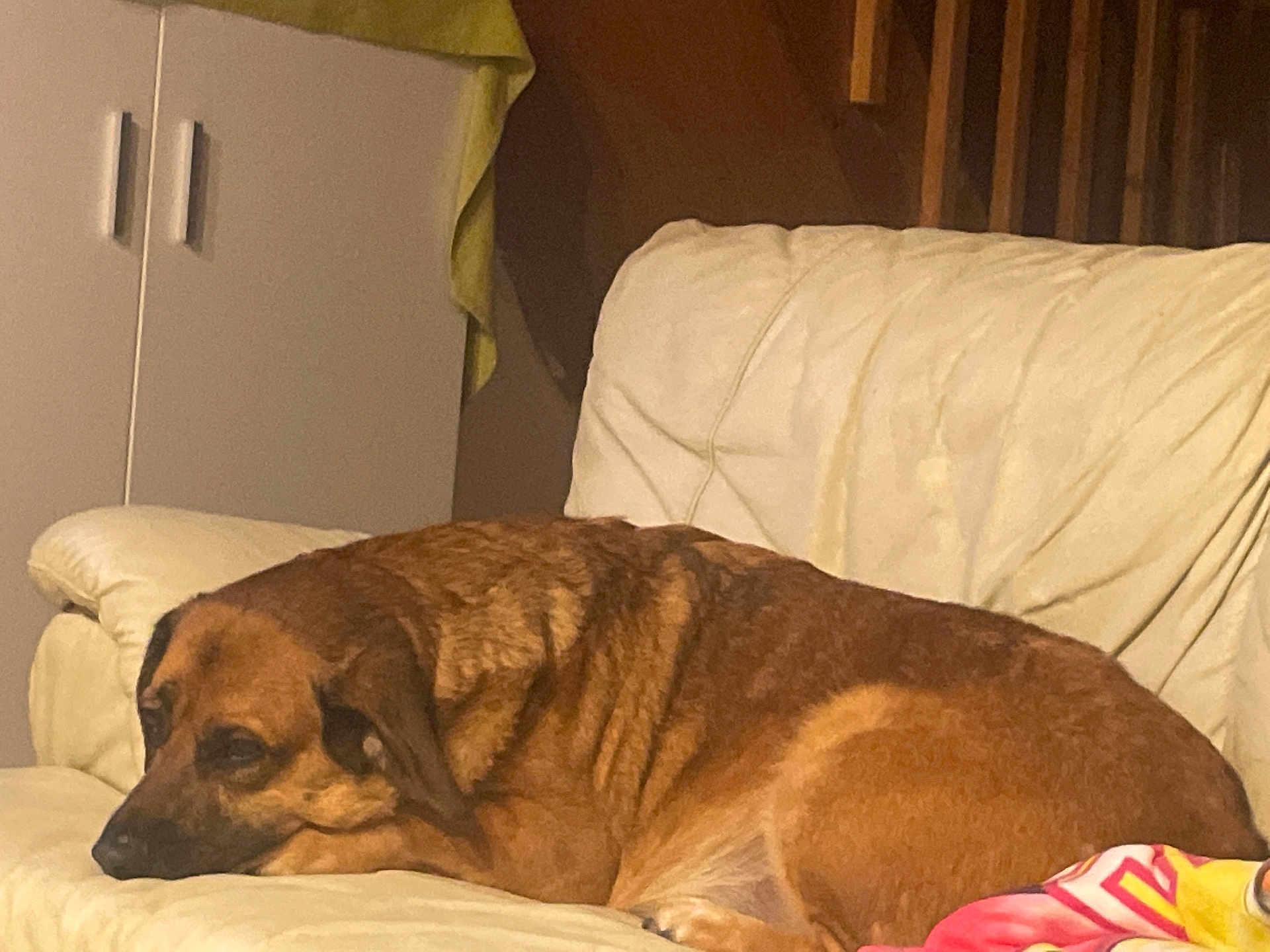 Pitch a rejoint le concours — aidez-le/la à gagner de superbes lots ! dog, brown_dog, couch, indoor, furniture, blanket, relaxed, sleepy, pet, animal, living_room, cozy, resting, canine, domestic_animal, household, comfort, warm_lighting, side_view, fur