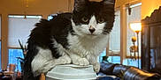 Zorro joined the competition — help win amazing prizes! cat, black_and_white, container, kibble, indoor, living_room, lamp, ceiling_fan, window, couch, clutter, furniture, pet, animal, domestic, curious, perched, food_storage, home, cozy