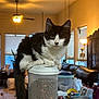 cat, black_and_white, container, kibble, indoor, living_room, lamp, ceiling_fan, window, couch, clutter, furniture, pet, animal, domestic, curious, perched, food_storage, home, cozy