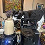 Zorro is registered to the contest to win money with this photo: cat, black_and_white, kitchen, counter, appliance, blender, coffee_machine, flower_vase, artwork, indoor, curious, pet, feline, tabletop, clutter, domestic, household, decor, closeup, animal