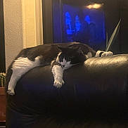 Zorro is registered to the contest to win money with this photo: cat, black_and_white, couch, leather, indoor, relaxed, pet, feline, animal, sprawled, backrest, home, furniture, dim_light, blue_glow, television, plant, potted_plant, cozy, resting