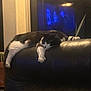 cat, black_and_white, couch, leather, indoor, relaxed, pet, feline, animal, sprawled, backrest, home, furniture, dim_light, blue_glow, television, plant, potted_plant, cozy, resting
