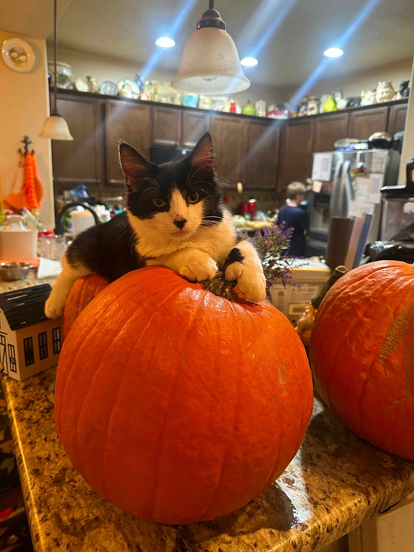 Zorro