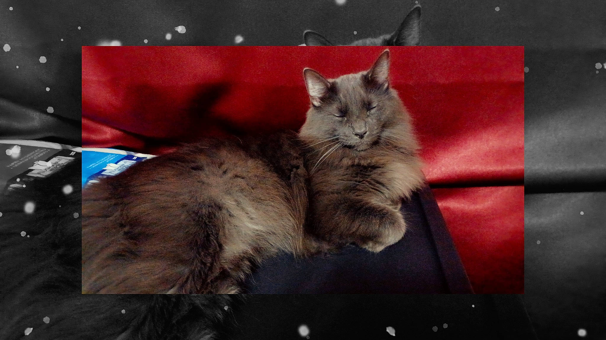 Murphy is registered to the contest to win money with this photo: british_longhair, carnivore, cat, claw, darkness, domestic_short_haired_cat, fawn, felidae, fur, grey, paw, photo_caption, plant, rectangle, small_to_medium_sized_cats, snout, tail, whiskers, window