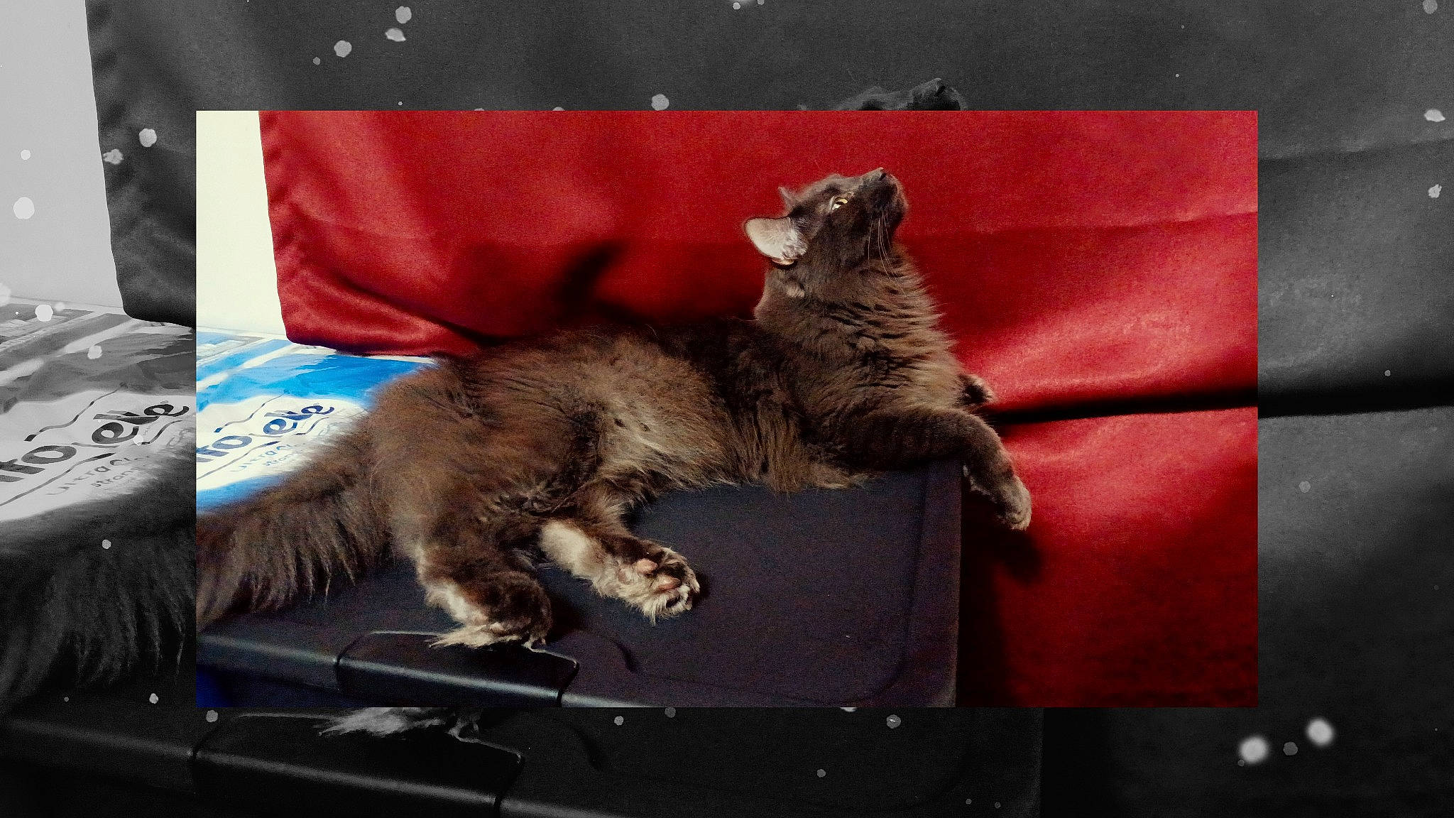 Murphy joined the competition — help win amazing prizes! carnivore, cat, claw, domestic_short_haired_cat, felidae, fur, grey, metal, paw, rectangle, small_to_medium_sized_cats, snout, tail, terrestrial_animal, whiskers, wildlife, window