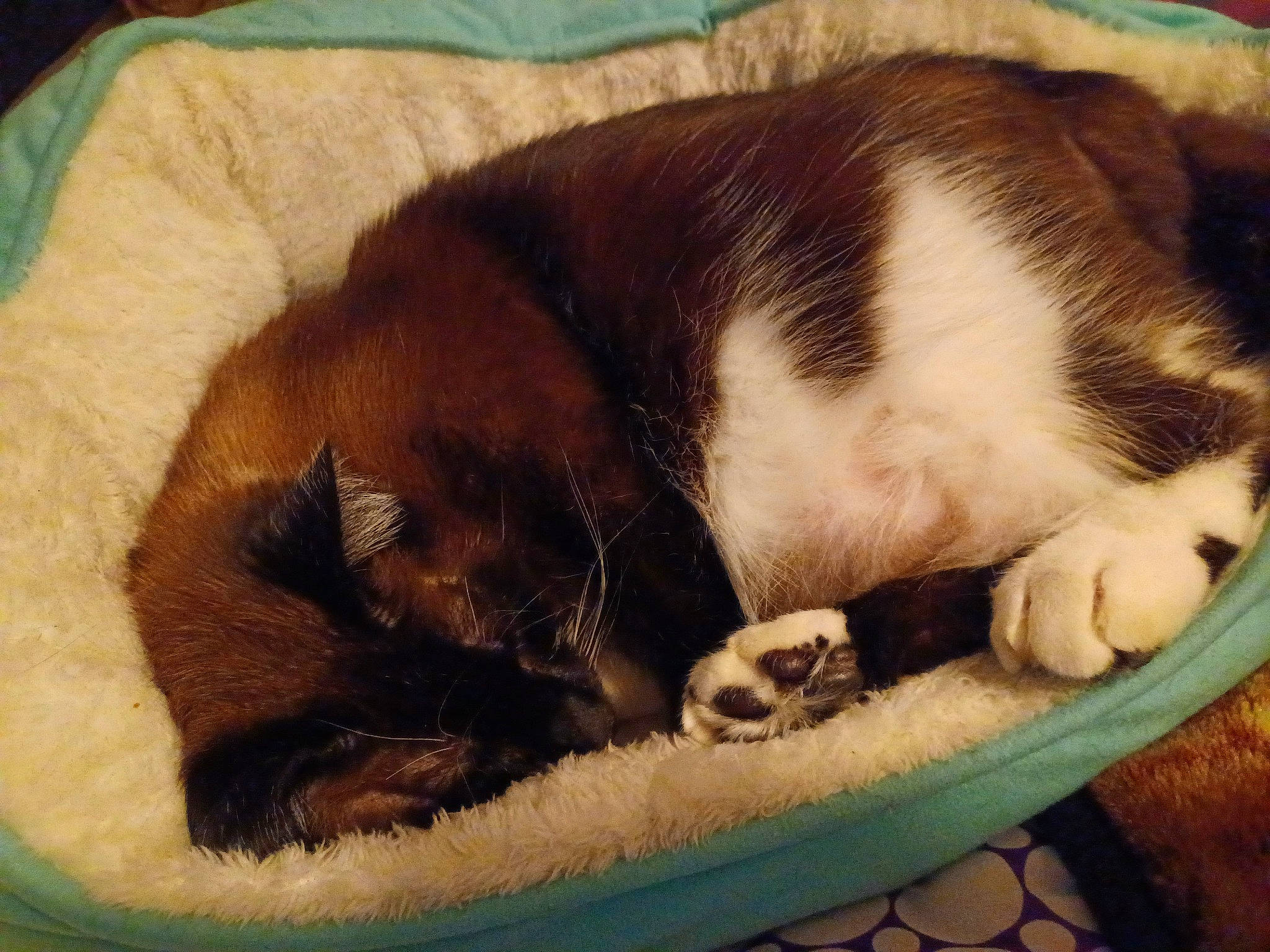 Dusty Dee Snyder joined the competition — help win amazing prizes! carnivore, cat, cat_bed, cat_supply, comfort, companion_dog, dog_breed, domestic_short_haired_cat, fawn, felidae, fur, mammal, paw, pet_supply, small_to_medium_sized_cats, snout, sporting_group, tail, vertebrate, whiskers