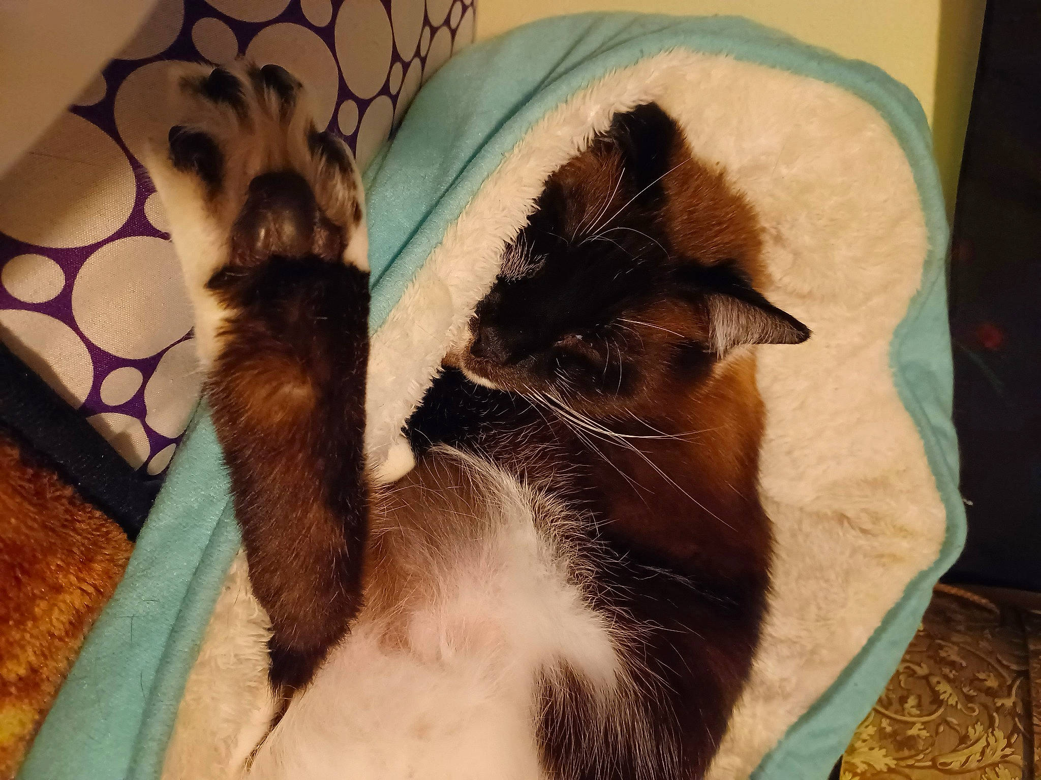 Dusty Dee Snyder joined the competition — help win amazing prizes! bag, canidae, carnivore, cat, cat_bed, cat_supply, chair, comfort, companion_dog, dog_breed, domestic_short_haired_cat, fawn, felidae, fur, linens, luggage_and_bags, paw, small_to_medium_sized_cats, tail, whiskers