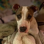 Mia joined the competition — help win amazing prizes! animal, blanket, bodypart, boxer, bulldog, canine, couch, dog, furniture, hound, indoors, labradorretriever, pet, pitbull, pointer, puppy, snout, terrier, towel, whitedog
