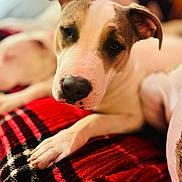 Mia is registered to the contest to win money with this photo: animal, blanket, boxer, boy, bulldog, canine, child, couch, dog, face, furniture, head, hound, indoors, male, person, pet, pitbull, puppy, quilt