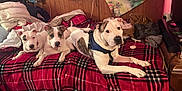 Duelly is registered to the contest to win money with this photo: accessories, animal, bag, bed, bedroom, blanket, bulldog, canine, computerhardware, dog, electronics, furniture, handbag, hardware, indoors, monitor, pet, pitbull, puppy, screen