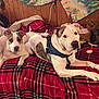 accessories, animal, bag, bed, bedroom, blanket, bulldog, canine, computerhardware, dog, electronics, furniture, handbag, hardware, indoors, monitor, pet, pitbull, puppy, screen