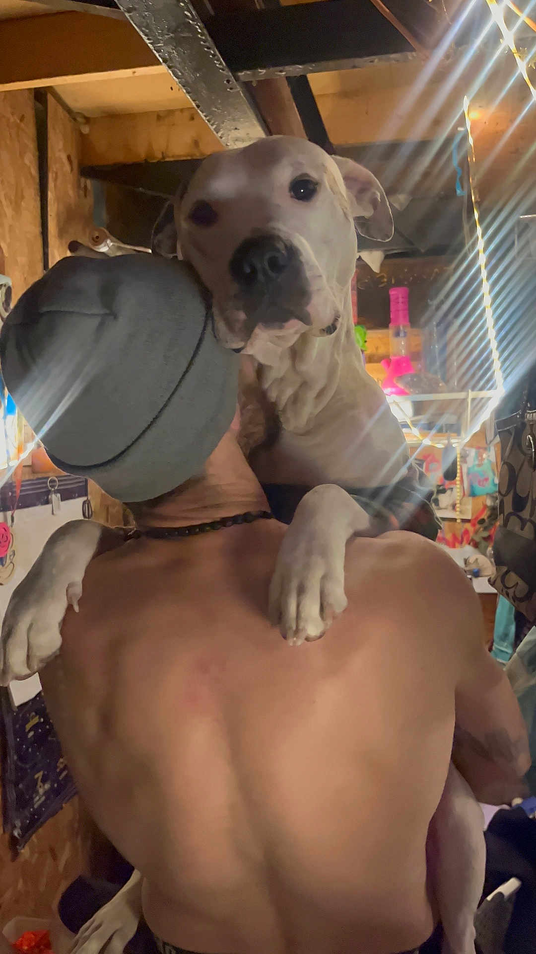 Duelly joined the competition — help win amazing prizes! accessories, adult, animal, back, bag, baseballcap, bodypart, bulldog, canine, cap, clothing, dog, handbag, hat, male, man, person, pet, pitbull, skin
