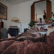 Jazz participe au concours pour gagner de l'argent avec cette photo : cat, gray_cat, fluffy, blanket, cozy, living_room, mirror, plants, wooden_sculpture, vintage_stereo, furniture, decor, indoor, relaxed, curious, pet, feline, home, artistic, comfortable