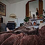 cat, gray_cat, fluffy, blanket, cozy, living_room, mirror, plants, wooden_sculpture, vintage_stereo, furniture, decor, indoor, relaxed, curious, pet, feline, home, artistic, comfortable