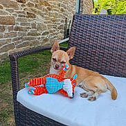 Ange participe au concours pour gagner de l'argent avec cette photo : dog, small_dog, toy, stuffed_toy, wicker_chair, cushion, outdoor, garden, grass, stone_wall, sunny, pet, relaxed, tan_dog, animal, cute, daytime, ears, paw, resting