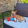 dog, small_dog, toy, stuffed_toy, wicker_chair, cushion, outdoor, garden, grass, stone_wall, sunny, pet, relaxed, tan_dog, animal, cute, daytime, ears, paw, resting