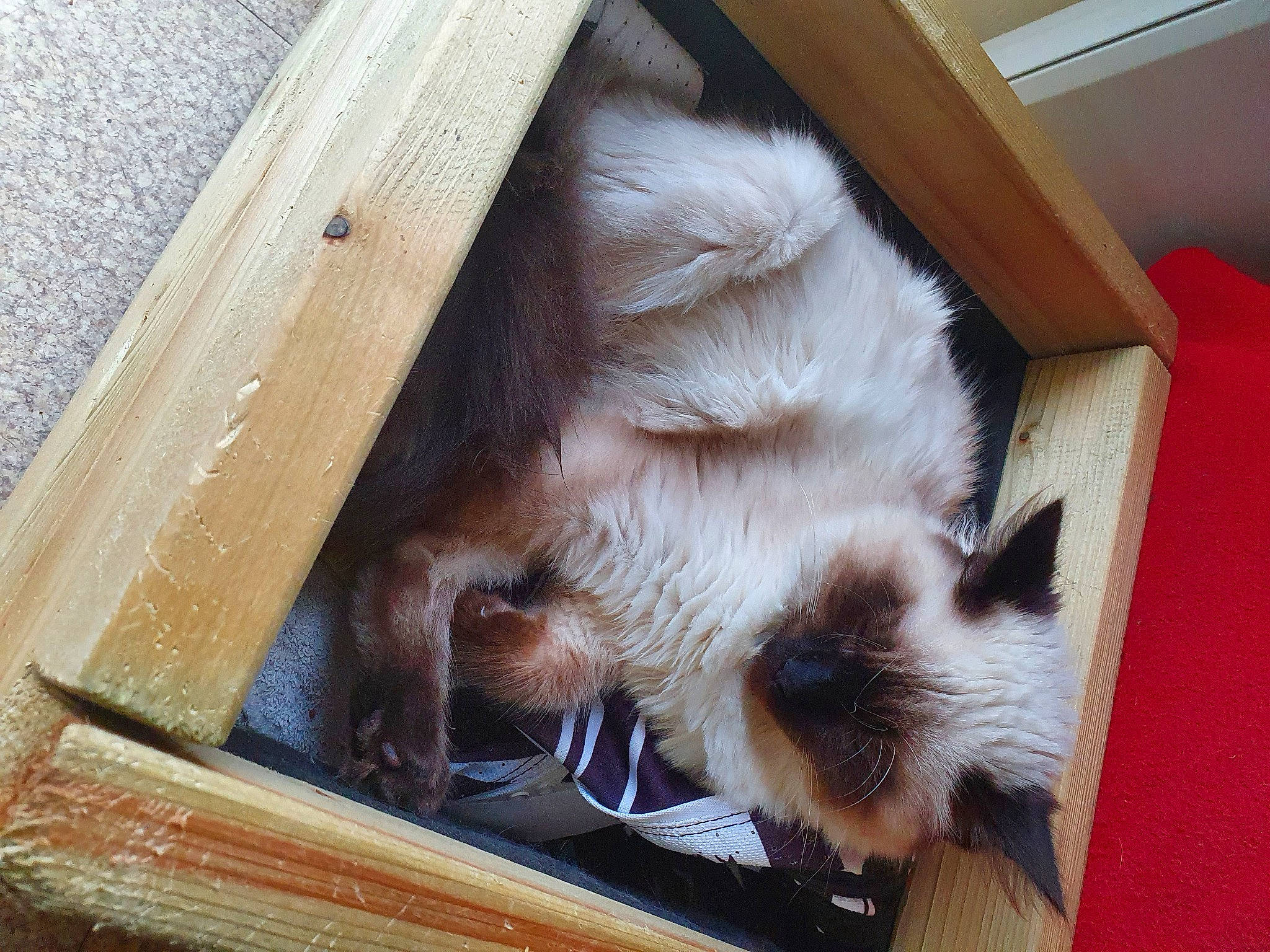 Raoul participe au concours pour gagner de l'argent avec cette photo : balinese, birman, carnivore, cat, fawn, felidae, fur, lumber, plywood, siamese, small_to_medium_sized_cats, snout, thai, tonkinese, vertebrate, whiskers, wood, wood_stain