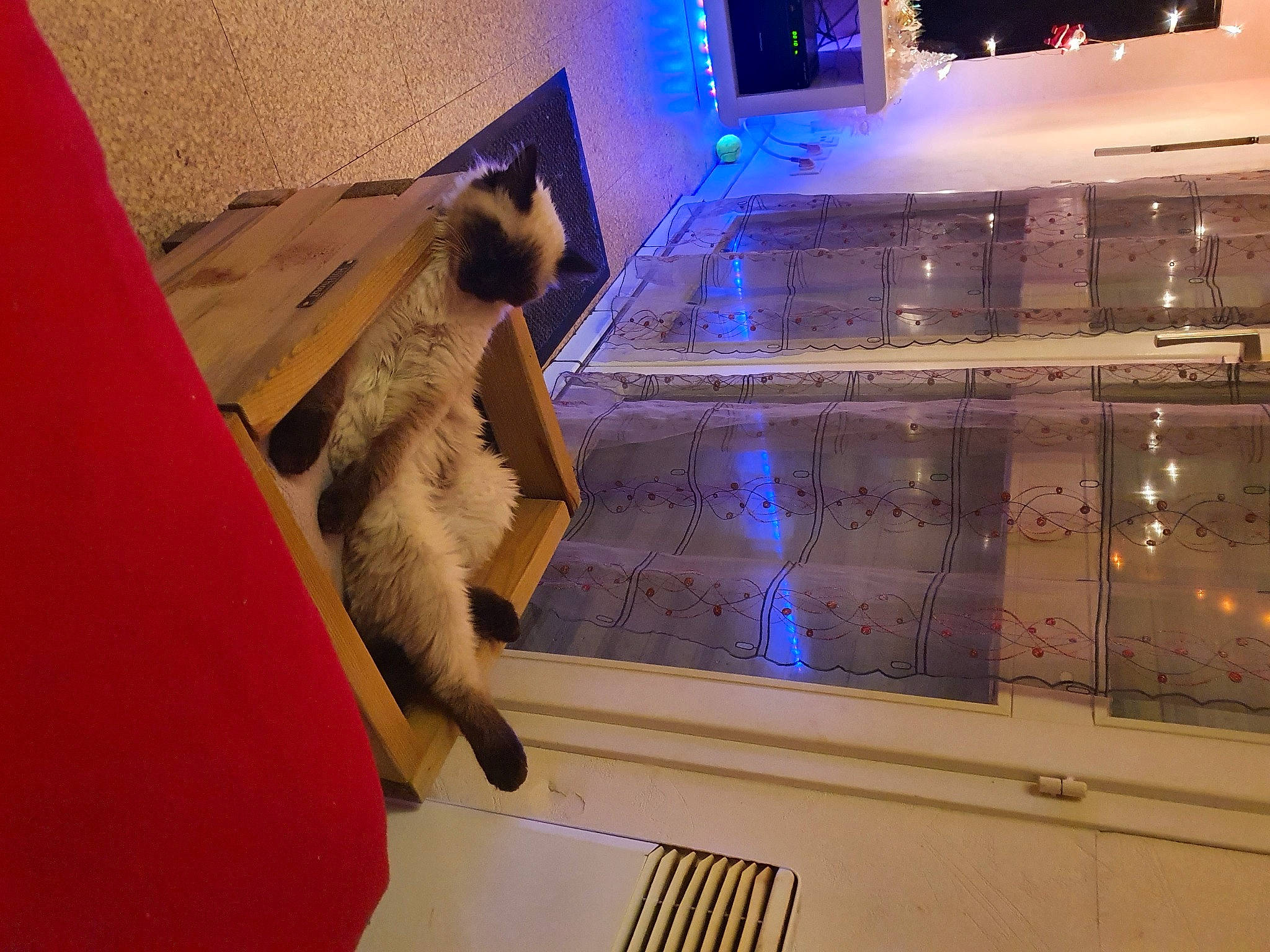 Raoul participe au concours pour gagner de l'argent avec cette photo : birman, carnivore, cat, felidae, fur, siamese, small_to_medium_sized_cats, snout, thai, tonkinese