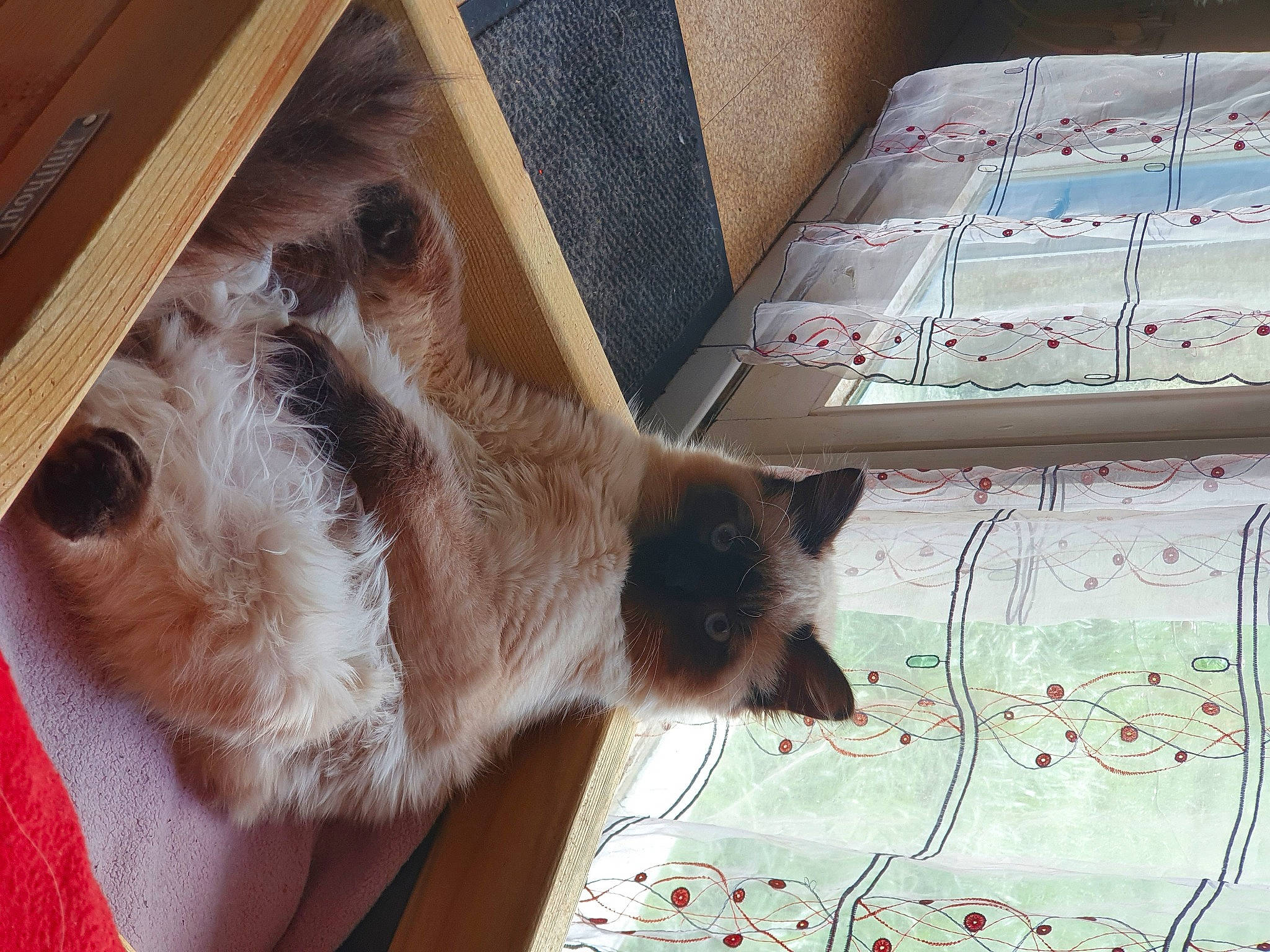 Raoul participe au concours pour gagner de l'argent avec cette photo : birman, box, carnivore, cat, fawn, felidae, fur, siamese, small_to_medium_sized_cats, snout, vertebrate, whiskers, wood_stain