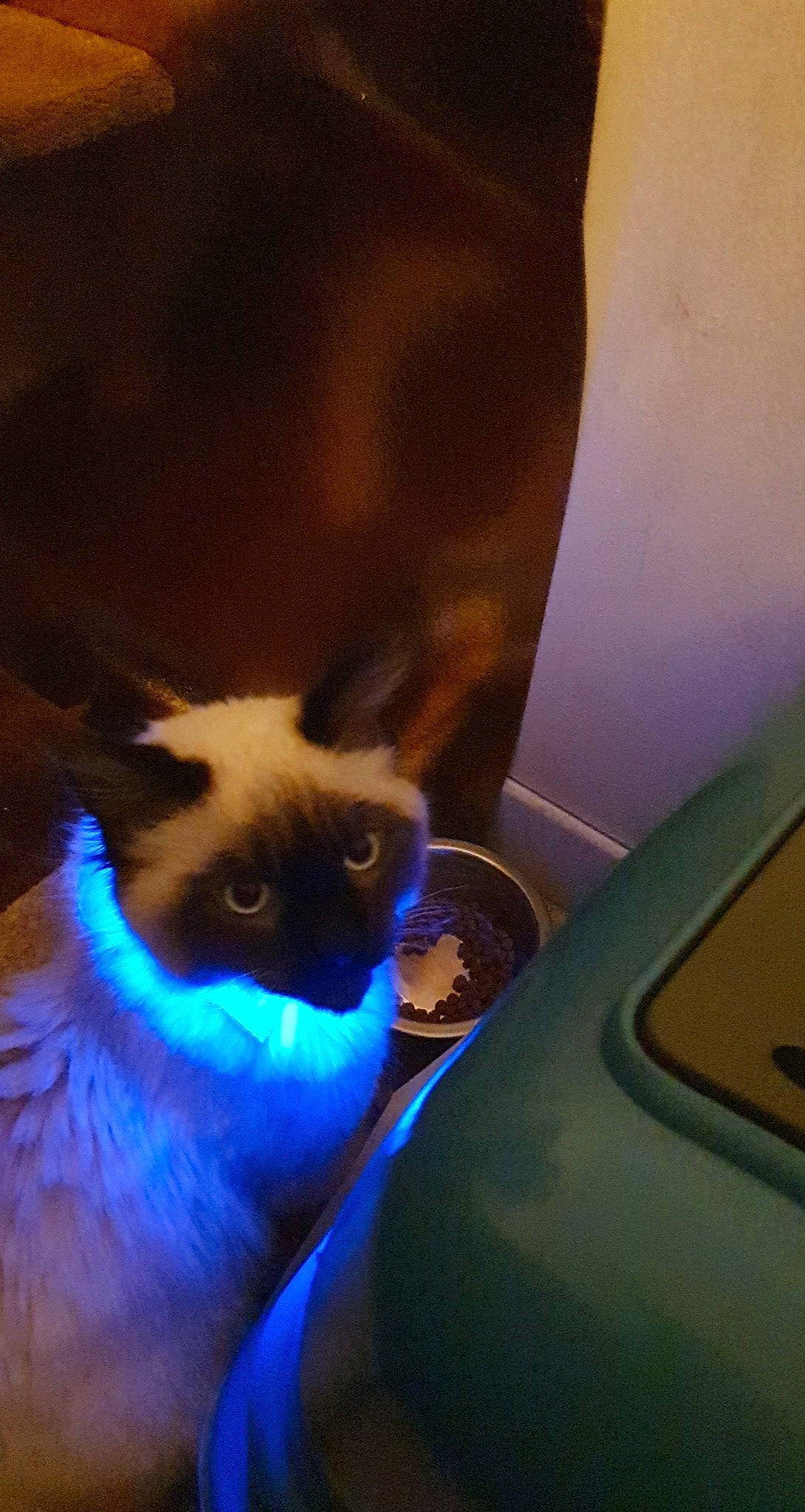 Raoul participe au concours pour gagner de l'argent avec cette photo : balinese, carnivore, cat, felidae, siamese, small_to_medium_sized_cats, snout, thai, tonkinese, whiskers