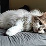 cat, fluffy, bed, indoor, pet, feline, resting, fur, white, gray, brown, cute, relaxed, animal, whiskers, closeup, laying, cozy, soft, domestic